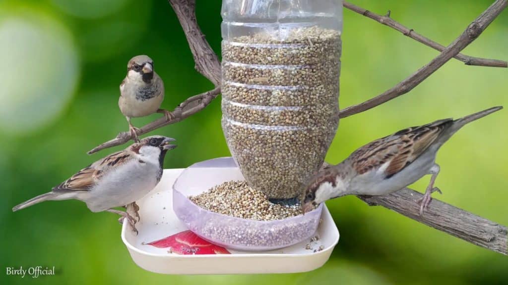 Ein Futterspender für Vögel