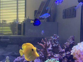 Das Meeraquarium in dem Showroom von GARDEON