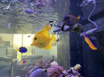 Das Meeraquarium in dem Showroom von GARDEON