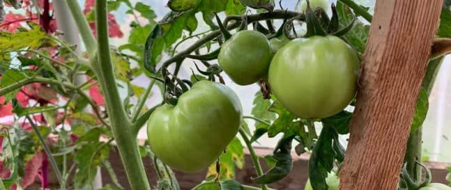 Tomaten-Bild