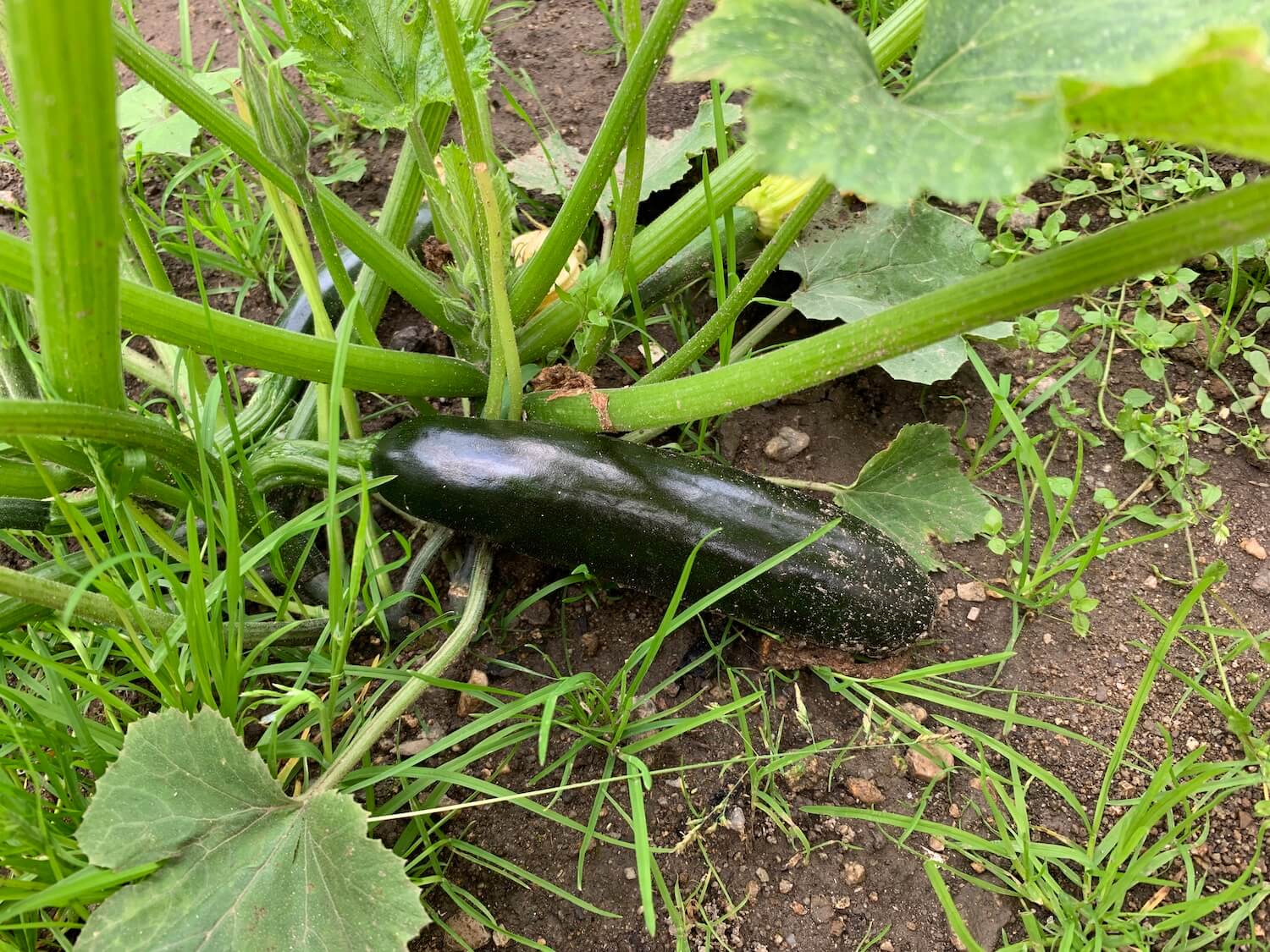 Eine Zucchini im Garten