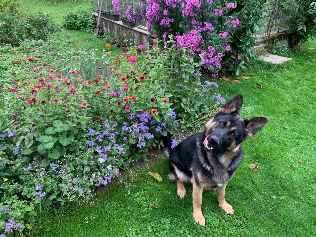 Ein Hund im Garten