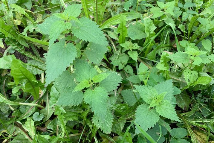 Detailfoto: Brenn-Nessel