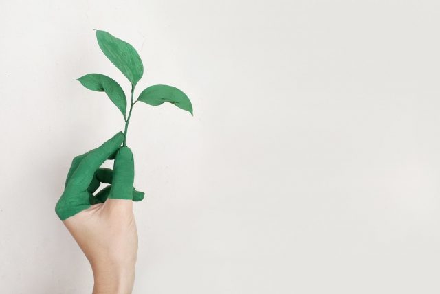 Eine grüne Pflanze in der Hand